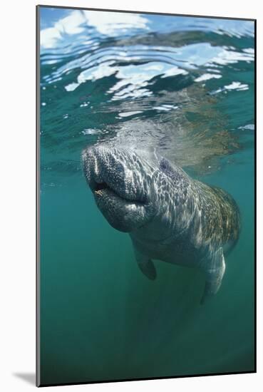 West Indian Manatee, Trichechus Manatus Latirostris, Usa, Florida, Fl, Everglades-Reinhard Dirscherl-Mounted Photographic Print