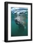 West Indian Manatee, Trichechus Manatus Latirostris, Usa, Florida, Fl, Everglades-Reinhard Dirscherl-Framed Photographic Print