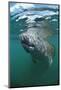 West Indian Manatee, Trichechus Manatus Latirostris, Usa, Florida, Fl, Everglades-Reinhard Dirscherl-Mounted Photographic Print