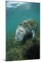 West Indian Manatee, Trichechus Manatus Latirostris, Usa, Florida, Fl, Everglades-Reinhard Dirscherl-Mounted Photographic Print