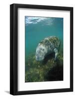 West Indian Manatee, Trichechus Manatus Latirostris, Usa, Florida, Fl, Everglades-Reinhard Dirscherl-Framed Photographic Print