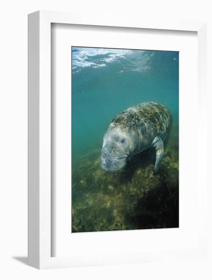 West Indian Manatee, Trichechus Manatus Latirostris, Usa, Florida, Fl, Everglades-Reinhard Dirscherl-Framed Photographic Print