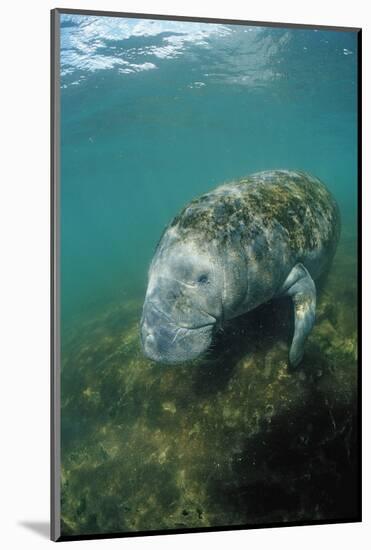 West Indian Manatee, Trichechus Manatus Latirostris, Usa, Florida, Fl, Everglades-Reinhard Dirscherl-Mounted Photographic Print