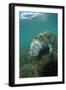 West Indian Manatee, Trichechus Manatus Latirostris, Usa, Florida, Fl, Everglades-Reinhard Dirscherl-Framed Photographic Print