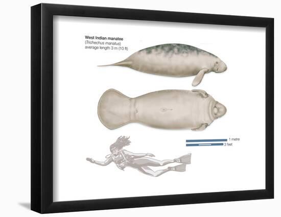 West Indian Manatee (Trichechus Manatus), Mammals-Encyclopaedia Britannica-Framed Poster