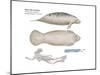 West Indian Manatee (Trichechus Manatus), Mammals-Encyclopaedia Britannica-Mounted Poster