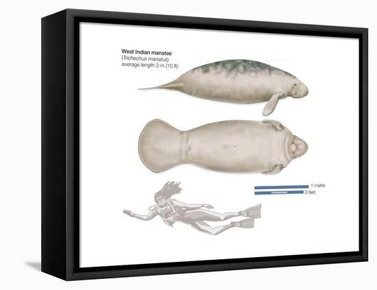 West Indian Manatee (Trichechus Manatus), Mammals-Encyclopaedia Britannica-Framed Stretched Canvas