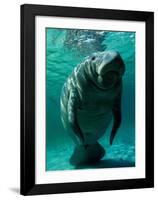 West Indian Manatee-Brandon Cole-Framed Art Print