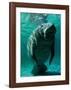 West Indian Manatee-Brandon Cole-Framed Art Print