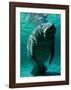 West Indian Manatee-Brandon Cole-Framed Art Print