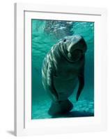 West Indian Manatee-Brandon Cole-Framed Art Print