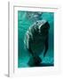 West Indian Manatee-Brandon Cole-Framed Art Print