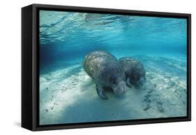 West Indian Manatee-Reinhard Dirscherl-Framed Stretched Canvas