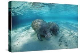 West Indian Manatee-Reinhard Dirscherl-Stretched Canvas