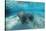 West Indian Manatee-Reinhard Dirscherl-Stretched Canvas