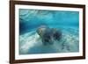 West Indian Manatee-Reinhard Dirscherl-Framed Premium Photographic Print