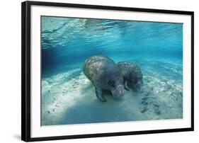 West Indian Manatee-Reinhard Dirscherl-Framed Premium Photographic Print