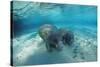 West Indian Manatee-Reinhard Dirscherl-Stretched Canvas