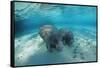 West Indian Manatee-Reinhard Dirscherl-Framed Stretched Canvas