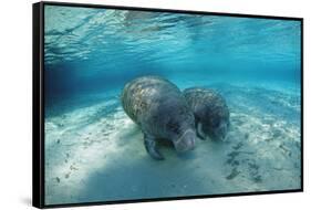 West Indian Manatee-Reinhard Dirscherl-Framed Stretched Canvas