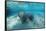 West Indian Manatee-Reinhard Dirscherl-Framed Stretched Canvas