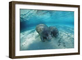 West Indian Manatee-Reinhard Dirscherl-Framed Photographic Print