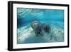 West Indian Manatee-Reinhard Dirscherl-Framed Photographic Print