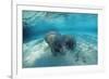 West Indian Manatee-Reinhard Dirscherl-Framed Photographic Print