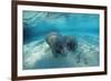 West Indian Manatee-Reinhard Dirscherl-Framed Photographic Print