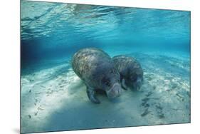 West Indian Manatee-Reinhard Dirscherl-Mounted Photographic Print