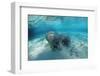 West Indian Manatee-Reinhard Dirscherl-Framed Photographic Print