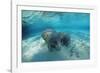 West Indian Manatee-Reinhard Dirscherl-Framed Photographic Print