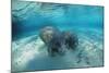 West Indian Manatee-Reinhard Dirscherl-Mounted Photographic Print