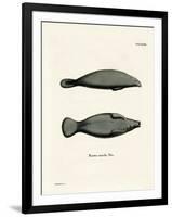 West Indian Manatee-null-Framed Giclee Print