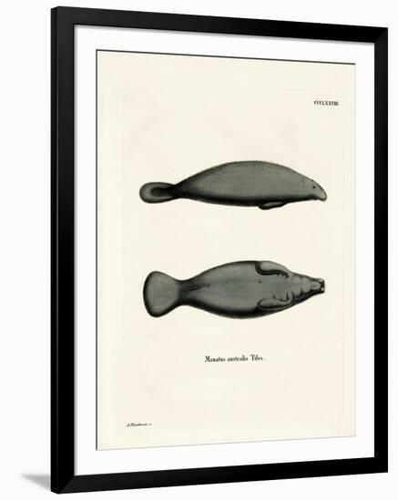 West Indian Manatee-null-Framed Giclee Print