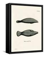 West Indian Manatee-null-Framed Stretched Canvas