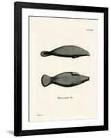 West Indian Manatee-null-Framed Giclee Print