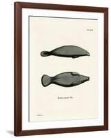 West Indian Manatee-null-Framed Giclee Print