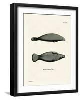 West Indian Manatee-null-Framed Giclee Print