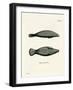 West Indian Manatee-null-Framed Giclee Print
