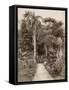 West Indies, Botanical Garden of St. Pierre, in the Martinique-null-Framed Stretched Canvas