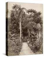 West Indies, Botanical Garden of St. Pierre, in the Martinique-null-Stretched Canvas