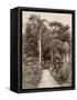 West Indies, Botanical Garden of St. Pierre, in the Martinique-null-Framed Stretched Canvas