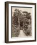 West Indies, Botanical Garden of St. Pierre, in the Martinique-null-Framed Photographic Print