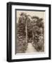 West Indies, Botanical Garden of St. Pierre, in the Martinique-null-Framed Photographic Print