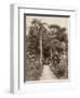 West Indies, Botanical Garden of St. Pierre, in the Martinique-null-Framed Photographic Print