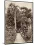West Indies, Botanical Garden of St. Pierre, in the Martinique-null-Mounted Photographic Print