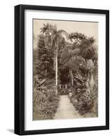 West Indies, Botanical Garden of St. Pierre, in the Martinique-null-Framed Photographic Print