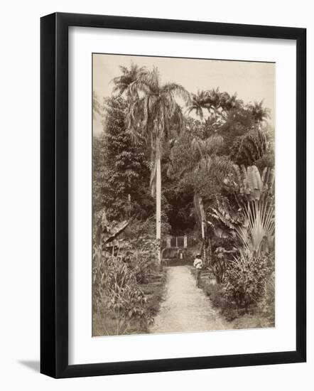 West Indies, Botanical Garden of St. Pierre, in the Martinique-null-Framed Photographic Print