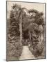 West Indies, Botanical Garden of St. Pierre, in the Martinique-null-Mounted Photographic Print